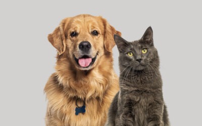 HMRC targets sales of cats and dogs